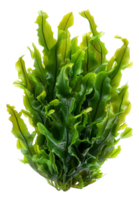 AI generated Fresh green sea lettuce algae on transparent background - stock png. png