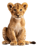 AI generated Young lion cub sitting on transparent background - stock png. png