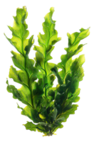 AI generated Fresh green sea lettuce algae on transparent background - stock png. png