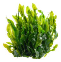 ai généré Frais vert mer salade algues sur transparent Contexte - Stock png. png