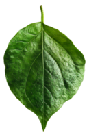 ai gegenereerd weelderig groen druif blad met ingewikkeld aderen Aan transparant achtergrond - voorraad png. png