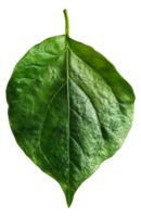 AI generated Lush green grape leaf with intricate veins on transparent background - stock png. png