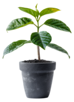 AI generated Young green plant with vibrant leaves in a charcoal pot on transparent background - stock png. png