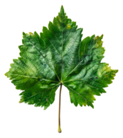 AI generated Lush green grape leaf with intricate veins on transparent background - stock png. png