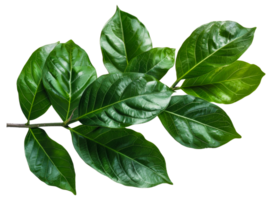 AI generated Perfect green leaf with natural texture on transparent background - stock png. png