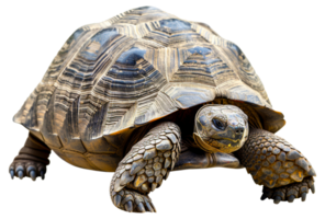 AI generated Large tortoise with detailed shell on transparent background - stock png. png