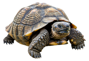 ai generato grande tartaruga con dettagliato conchiglia su trasparente sfondo - azione png. png