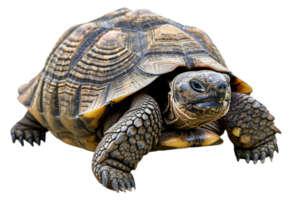 AI generated Large tortoise with detailed shell on transparent background - stock png. png