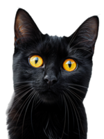 ai generado negro gato con sorprendentes amarillo ojos en transparente antecedentes - valores png. png