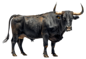 ai generiert majestätisch schwarz Stier mit lange Hörner auf transparent Hintergrund - - Lager png. png