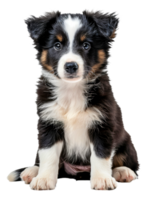 AI generated Adorable black and white puppy with bright blue eyes on transparent background - stock png. png