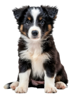 ai généré adorable noir et blanc chiot avec brillant bleu yeux sur transparent Contexte - Stock png. png