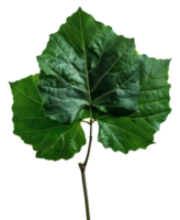 AI generated Lush green grape leaf with intricate veins on transparent background - stock png. png