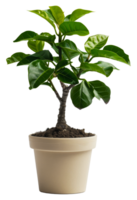 AI generated Ficus plant with glossy leaves in a cream textured pot on transparent background - stock png. png