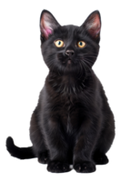 AI generated Black cat with striking yellow eyes on transparent background - stock png. png