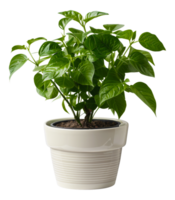 ai généré plante avec brillant feuilles dans une crème texturé pot sur transparent Contexte - Stock png. png