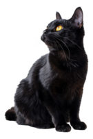 AI generated Curious black cat looking forward on transparent background - stock png. png