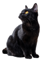 ai gerado curioso Preto gato olhando frente em transparente fundo - estoque png. png