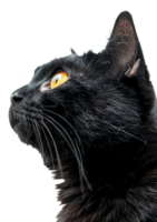 ai gerado curioso Preto gato olhando frente em transparente fundo - estoque png. png