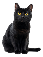 AI generated Black cat with striking yellow eyes on transparent background - stock png. png