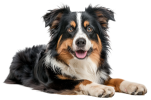 AI generated Happy Australian shepherd dog lying down with tongue out on transparent background - stock png. png