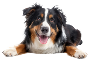 AI generated Happy Australian shepherd dog lying down with tongue out on transparent background - stock png. png