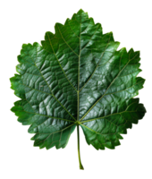 ai gegenereerd weelderig groen druif blad met ingewikkeld aderen Aan transparant achtergrond - voorraad png. png