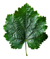 AI generated Lush green grape leaf with intricate veins on transparent background - stock png. png