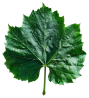 AI generated Lush green grape leaf with intricate veins on transparent background - stock png. png