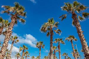 Summer, palm trees against the blue sky photo