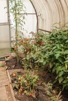 Tomatoes are hanging on a branch in the greenhouse. The concept of gardening and life in the country. A large greenhouse for growing homemade tomatoes. photo