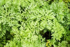 Parsley beds. Parsley grows in the garden. Life in the village. photo