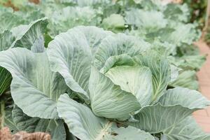 Cabbage grows in the garden. Harvesting cabbage. Life in the village. photo