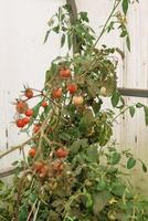 Tomates son colgando en un rama en el invernadero. foto
