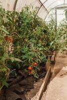 Tomatoes are hanging on a branch in the greenhouse. The concept of gardening and life in the country. A large greenhouse for growing homemade tomatoes. photo