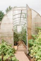 Large greenhouses for growing homemade vegetables. The concept of gardening and life in the country. photo