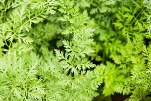 Parsley beds. Parsley grows in the garden. Life in the village. photo