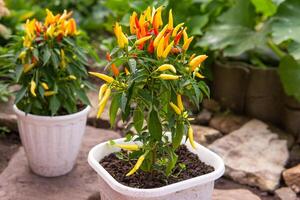 Growing pepper in a pot in the yard of a country house. Gardening and country life. photo