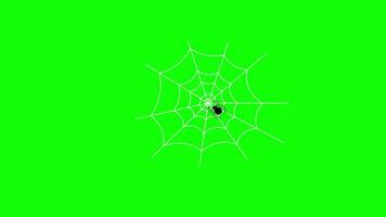 spider web icon concept loop animation video with alpha channel