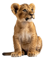 AI generated Lion cub looking aside on transparent background - stock png. png