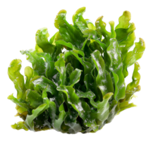 ai genererad våt hav sallad på transparent bakgrund - stock png. png