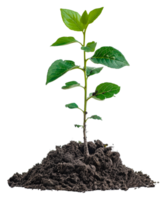 AI generated Young green plant emerging from rich soil on transparent background - stock png. png