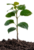 AI generated Young green plant emerging from rich soil on transparent background - stock png. png