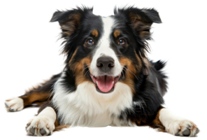 AI generated Happy Australian shepherd dog lying down with tongue out on transparent background - stock png. png