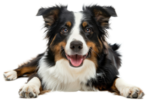 AI generated Happy Australian shepherd dog lying down with tongue out on transparent background - stock png. png