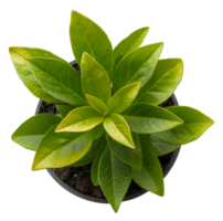 ai généré vert mis en pot plante avec brillant feuillage sur transparent Contexte - Stock png. png