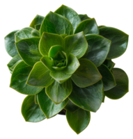 AI generated Symmetrical green succulent plant with vibrant leaves on transparent background - stock png. png