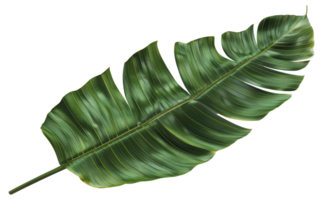 AI generated Single vibrant green palm leaf with natural patterns on transparent background - stock png. png