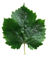 AI generated Lush green grape leaf with intricate veins on transparent background - stock png. png