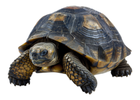 AI generated Large tortoise with detailed shell on transparent background - stock png. png